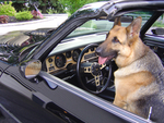 PARIS the Y84 German Shepherd