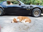 Ol' hound dogs and snowflake wheels such a smooth combination.