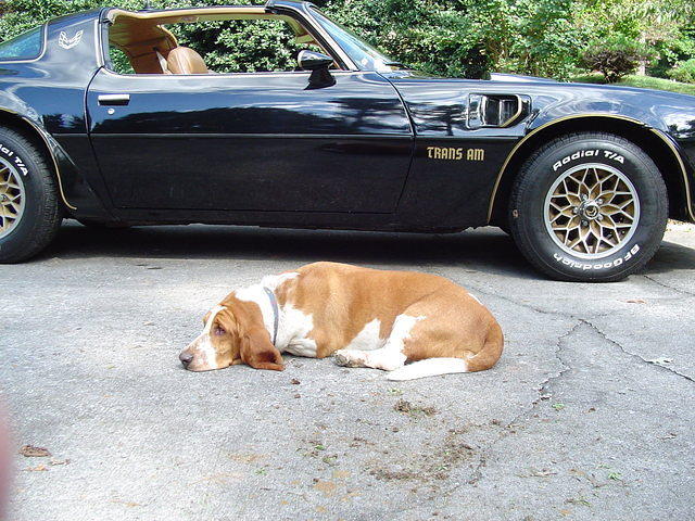 Ol' hound dogs and snowflake wheels such a smooth combination.