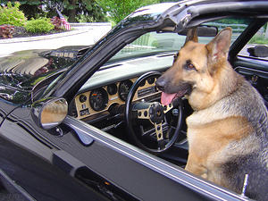 PARIS the Y84 German Shepherd