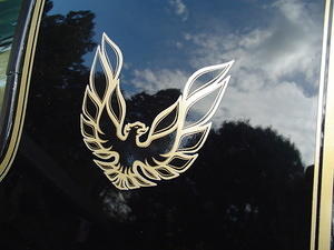 bird